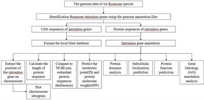 RIGD: A Database for Intronless Genes in the Rosaceae